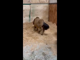 Видео от Арабо-пони из Алеканово