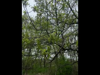 Полина всё-такие прислала нам кадры цветения дуба в Воронинском заповеднике