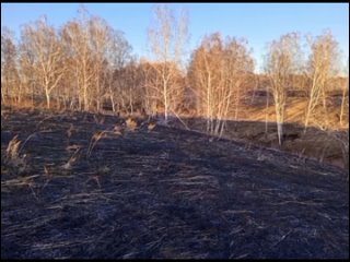 Школьник остановил пал травы под поселком в Новосибирской области