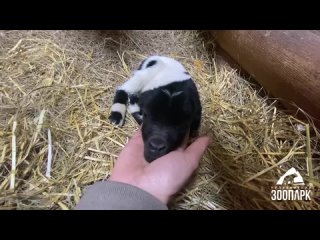 Малыши-богатыри: коза Маша в челябинском зоопарке родила тройню