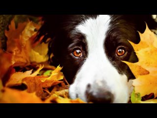 Тимофей Балахонский - Осенний пёс (автор Резная Свирель)