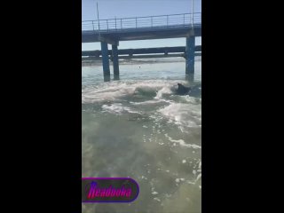 Энергичные дельфины из Анапы на полных скоростях рассекают побережье — отдыхающие засняли на камеру морских животных,... (видео)