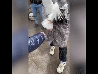 Нападение на фотографа с голубями у Ленинградского зоопарка