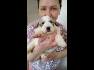 Video by Пиренейская Горная Собака. Питомник “Зуриона“