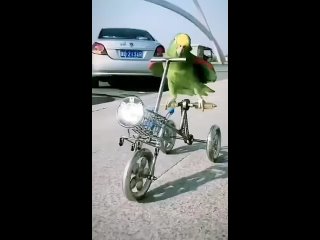 #loro #Auto #Bicicleta #viral #animals #Lindo #Tierno #wow #Risa #Video #Funny #increible #OMG #Call