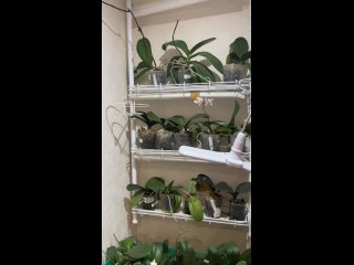 Видео от Орхидеи Азии в Саратове