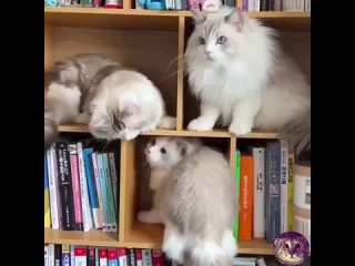 Жизнь с тремя котами: никогда не скучно