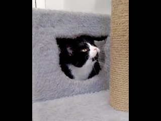 Видео от Временный дом для кошек Кошачье Сердце