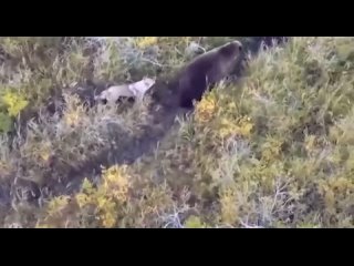 На Камчатке хозяин потерял хаски и нашёл её с помощью дрона! Оказалось, что питомец подружился с семьёй медведей!