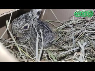 В Уфе дальнобойщик нашёл под колесом фуры маленького зайчика