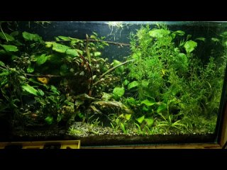 Vdeo de AQUA MANIAC  - аквариумы, рыбки, растения