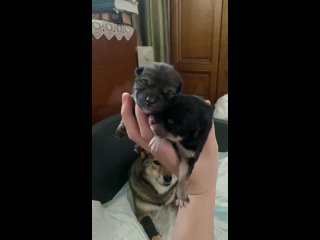 Video by Ветеринарная клиника Ашера