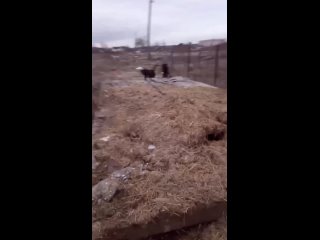 Видео от Пропала и найдена собака (Москва и Моск.область)
