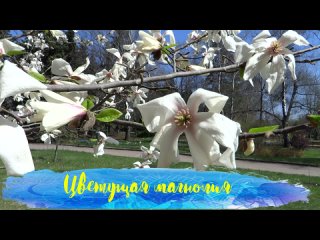 Цветущая магнолия