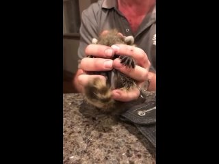Raccoons-purr-like-cats-when-theyre-happy-1714141246188.mp4