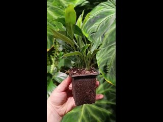 Video by Florariumplants флорариум, палюдариум, аквариум