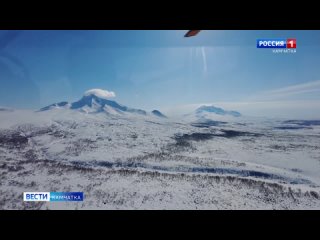 Полное вымирание грозит дикому камчатскому северному оленю, на полуострове осталось лишь одно стадо, живущее на территории Кроно