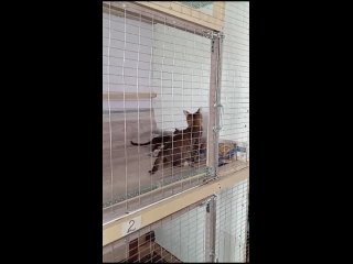 Video by ДВЕРЬ В ЛЕТО | Бездомные котята г. Березовский