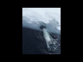 Polar Bear having fun alone in the water.