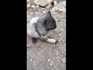 Кот Вася и военный медик “Санта“ где-то под Клещеевкой 🇷🇺🐈