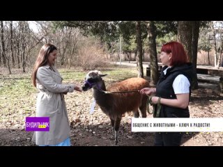 Зоотерапия с ламой