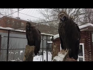 Ивановский зоологический парк  Ivanovo Zoo - Видео от Ивановский зоологический парк  Ivanovo Zoo (1)