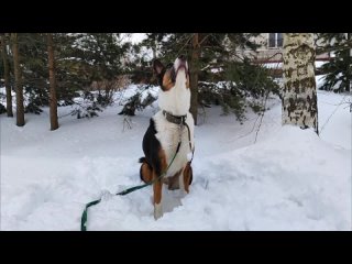 Видео от Зоогостиница для собак “Граф Гав“