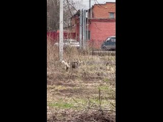 Видео от Ирины Житомирской