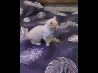 Відео від Шотландские котята Solnyshko cattery