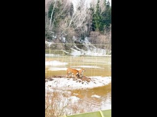 В Подмосковье затопило парк Львов Земля ПрайдаНебольшие зарисовки из сегодняшнего нашего ужаса.