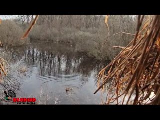 Весенняя охота на селезня с подсадной уткой с Николаем Валуевым