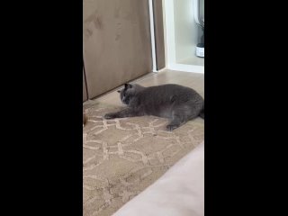 Видео от СТИВЕНШИР - Питомник британских кошек