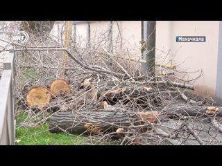 В столице Дагестана также начата и масштабная плановая обрезка аварийных деревьев