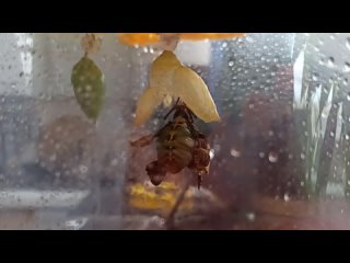 Рождение бабочки Морфо.mp4
