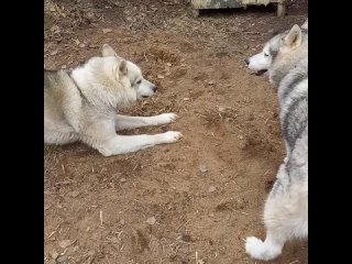 Видео от На Хаски до Аляски! Квесты и прогулки с хаски