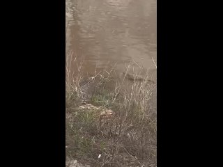 На улице Уральской в Оренбурге замечена ондатра 🦦