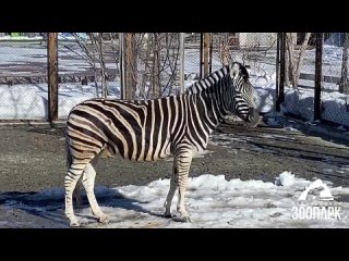 Видео от ЖИВОШКА - все о животных