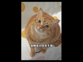 The singing cat combination video all credits go