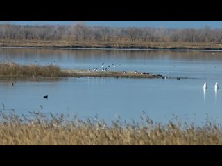 На озёра Хакасии возвращаются птицы