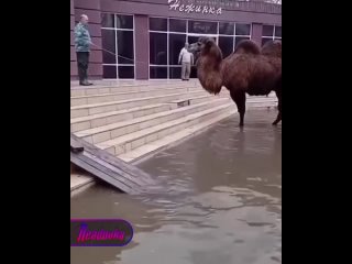 Верблюд Даша