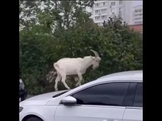 АвтоЛикБез