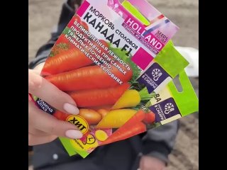 Правильный посев моркови