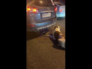 Красноярск, женщина не смогла посадить собаку в багажник, поэтому привязала его к машине и поехала.