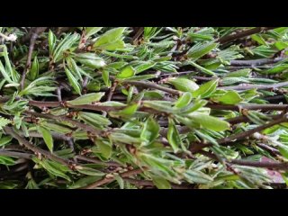 Видео от ЗооПир (товары для грызунов)сено,травы вкусняшки