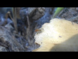муха Drosophila, группа Drosophila quinaria  02