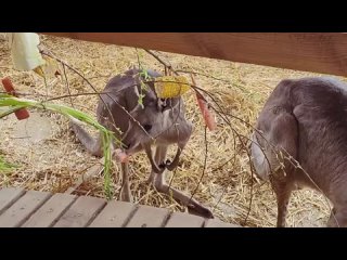 В Большереченском зоопарке для кенгуру строят новый вольер.