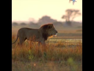 Походка властного хищника🦁