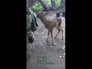 Мало лане пришло је борцима групе Центар. Сада је под заштитом наших војника, који су га радо узели на старање