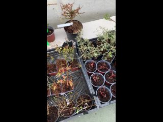 Видео от Растения для Карелии