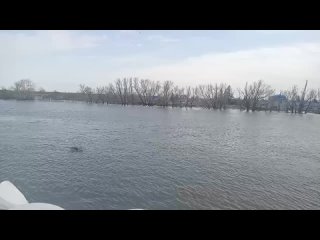 СРОЧНО!!!! НАМ НУЖНЫ ЛЮДИ НА МАШИНЫХ ВЫВОЗИТЬ СОБАК НА ПЕРЕДЕРЖКИ!!! СОБАК МНОГО ВЫТАСКИВАЮТ ИЗ ВОДЫ. У НАС ЗАНЯТЫ РУКИ... - Юлия Дёмина